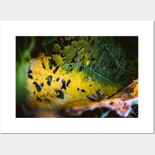 Leaf Consumption. Nature Photography Posters and Art